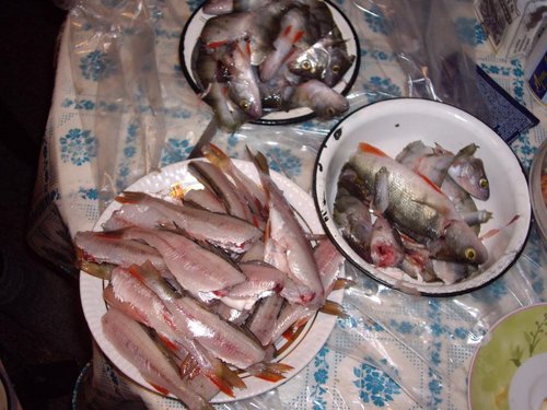 рыппка подготовленная к жарке и улов первого дня