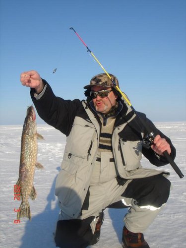 1.5кг на живца шведским способом