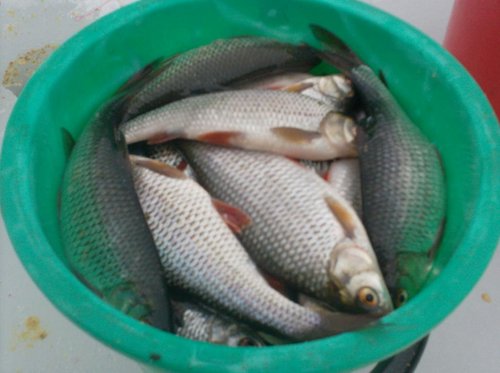 098.JPG (71.63 КБ) 2117 просмотров 098.JPG