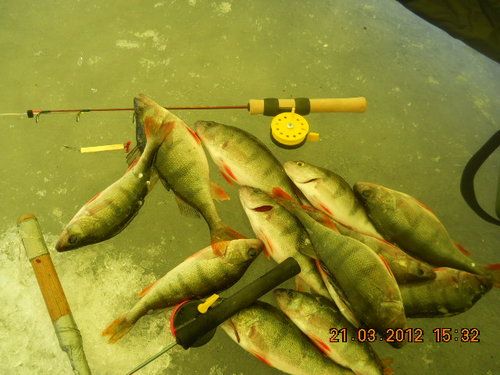 Одна из последних стаек,прибежавшая на игру блесны