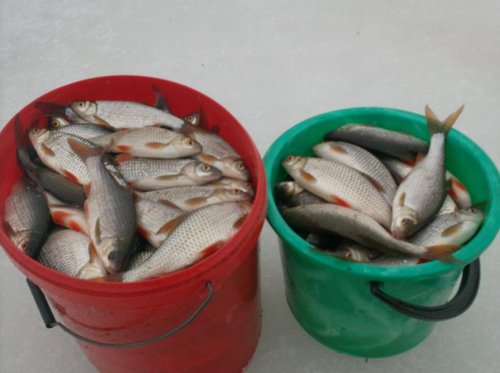 домашний взвес показал,без копеек 25кг.