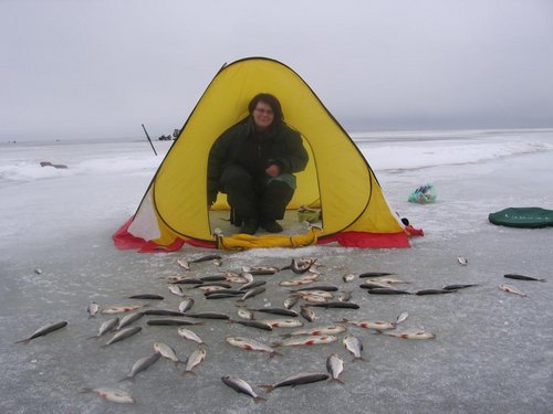 терем теремок-кто в тереме живет
