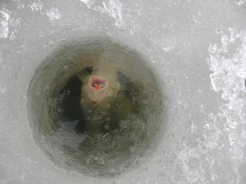 зима 2012 (2).jpg