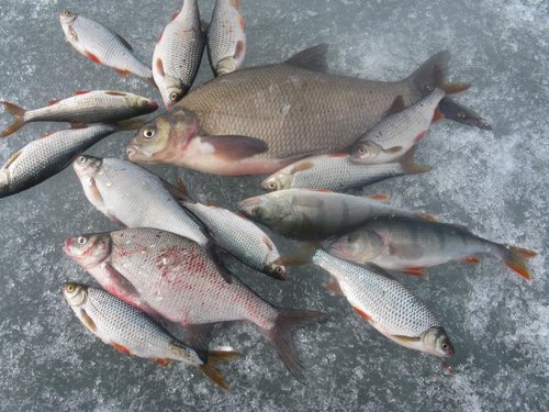 первый чудской красавец.....