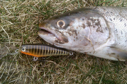 Сын мой , на прошлогодний вариант девичьих ножек , кумжа возвращеница , ...а посля отпущена.
