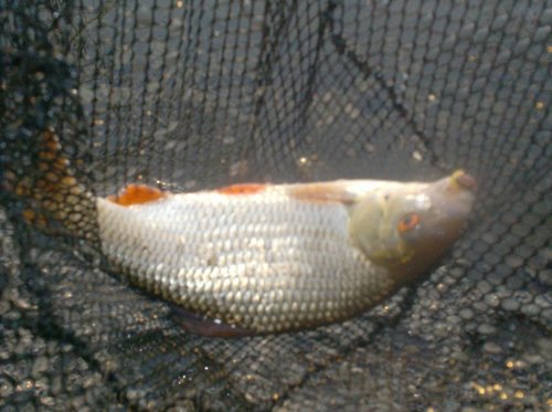 003.JPG (87.26 КБ) 7056 просмотров 003.JPG