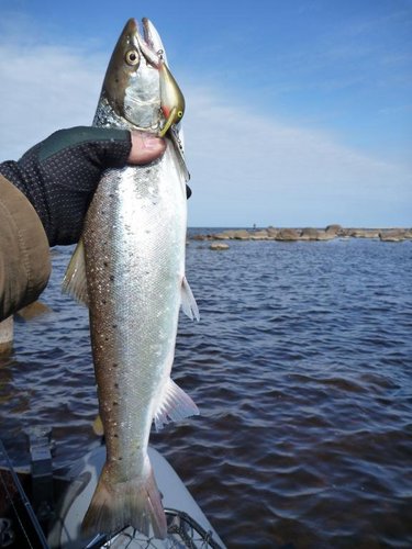 Кумжа в заброс на воб - 5 см. А на заднем плане - вдохновитель этого мероприятия.