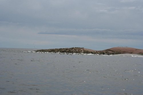 416348_10150760061786641_682216640_9836783_1087206390_o.jpg (54.95 КБ) 8669 просмотров Около 2-3-х тысяч тюленей