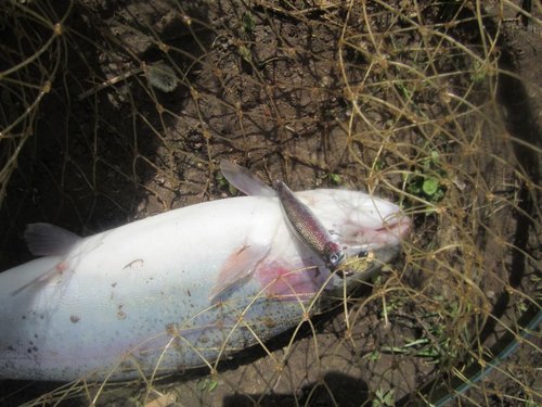 чуть поболее килограмма на минноу 75 мм