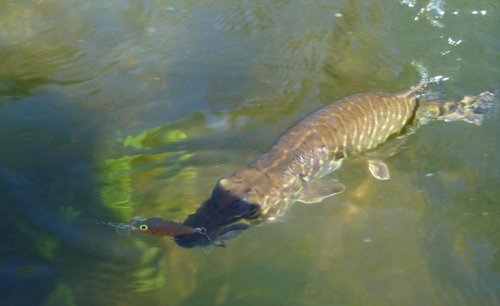 Щупак на форелевой речке.