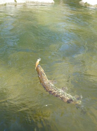 Тот же щупак - вид с боку. Воблеру от роду 4 см... Хорошо не откусил!!!