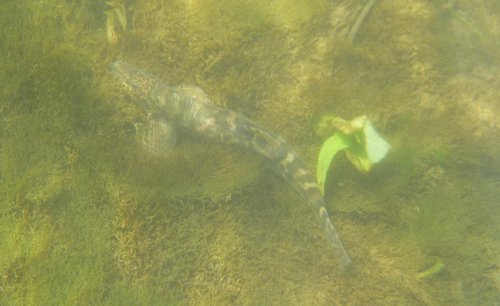 Встретился вот такой рыб... Кто это - я не знаю.