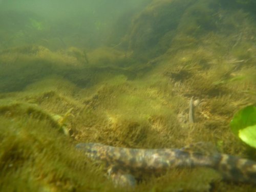 Этот рыб от меня не убегал! - позировал... Расцветка понравилась!!!