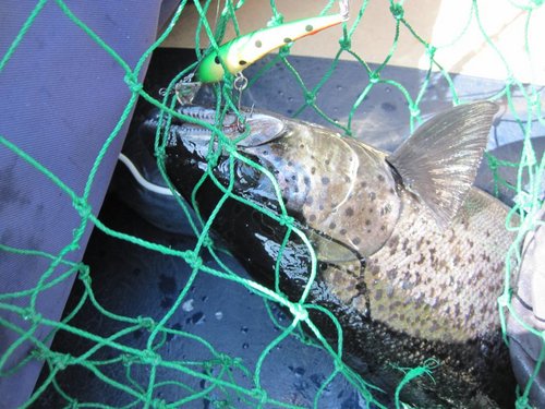 заработал зелёный цвет