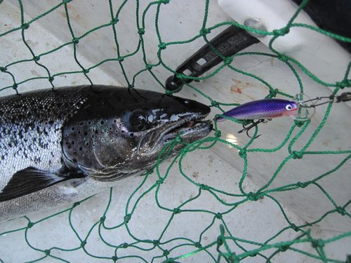 95см, копия Алекса, обтянут металлизированной тканью, взял 4 рыбки