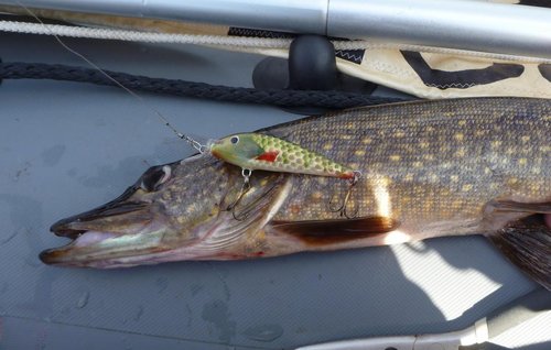 Всех рып взял на дорожку.