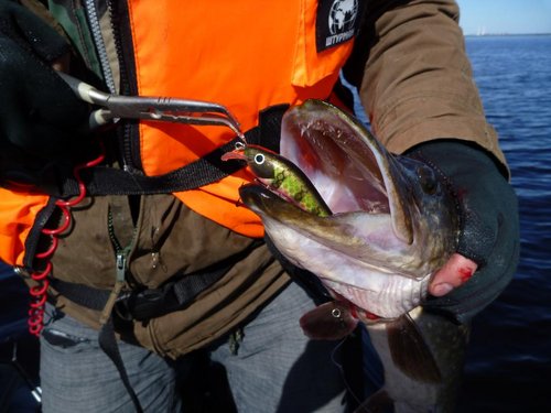 Эта обласкала вобу всю голову зубьями. Хорошая проверка покрытию!!!