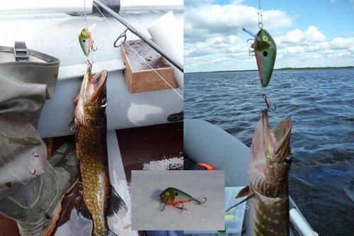 Бутуз - хоть и не больших размеров, зато хавал щуканов отменно!