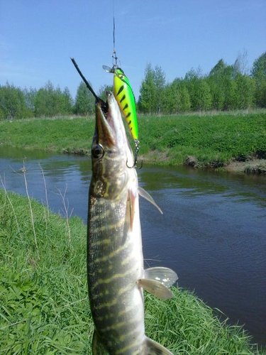 Воб. абаши - 7 см. С шумовой капсулой.
