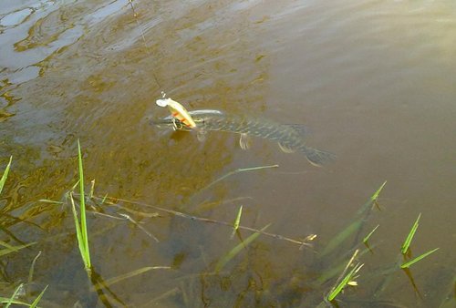 Да... Крупничёк остался сидеть в засаде... Хотя у Андрея было тройку выходов поболее, но что то её в этот день не устраивало...
