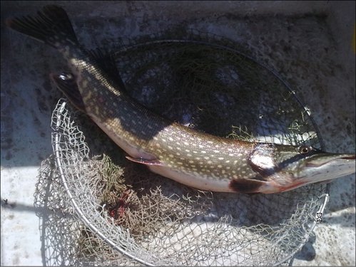 ScreenShot016.jpg (381.88 КБ) 3387 просмотров Щучий папик.