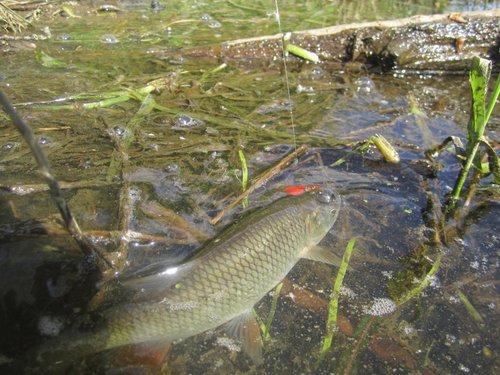 вес 3,5 гр длина 35 мм суспендер