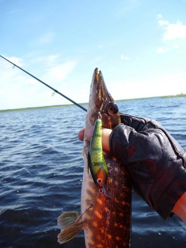 Ловить начали в 12.00. этот воб принёс первого шнурка.