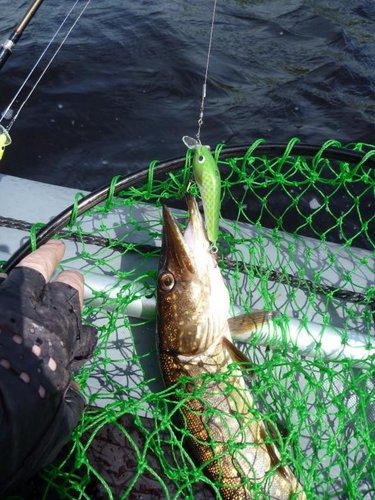 Этот воб, расцветки "универсал", принёс 6-ть хвостов разного калибра. Он лидировал до 15.00.