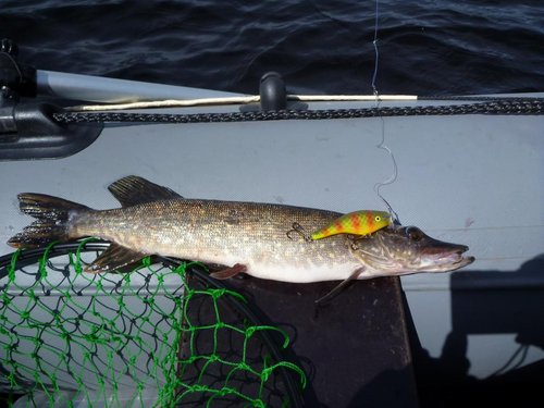 У этого 3-и хвоста, он так же ловил примерно до трёх дня.