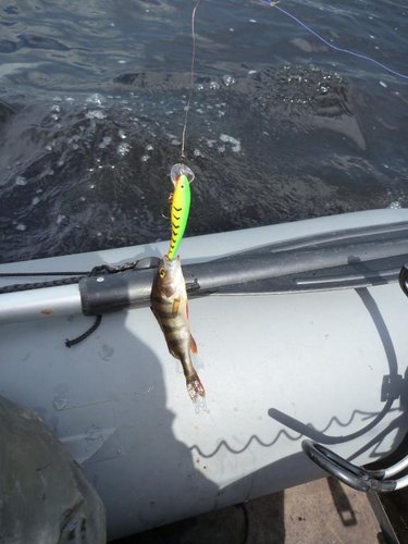 Этого воблера сначала атаковали окуни, причём много раз...