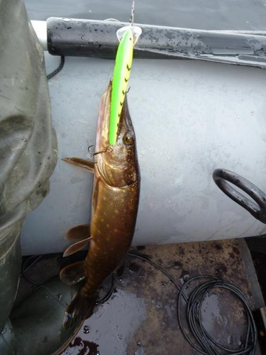 Потом щучки его полюбили. Эта расцветка стала популярной, когда солнце на полтора часа полностью зашло за тучи и поморосил мелкий дождик!