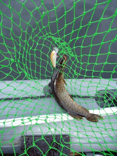 Вечером столо тихо! Солнце опять выглянуло и щупаки переключились на серебряночку.