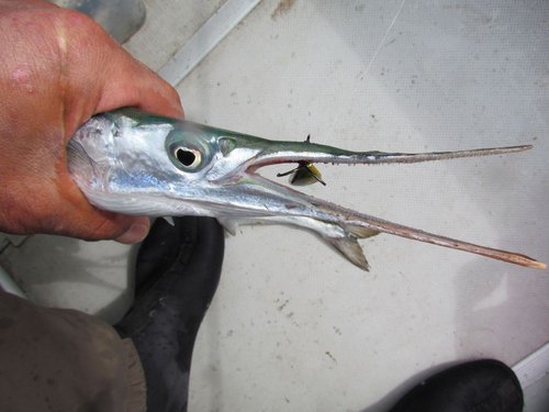 IMG_2.JPG (90.9 КБ) 1892 просмотра IMG_2.JPG