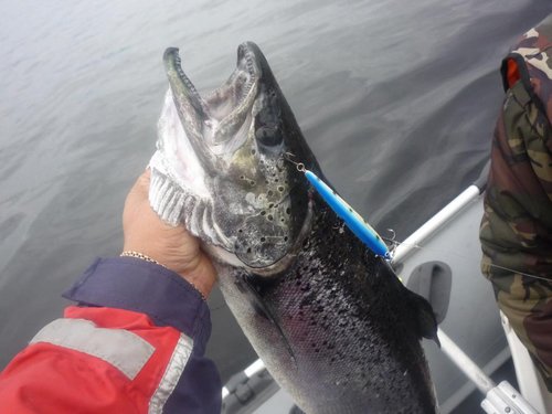 Сидел на двух тройниках,но в процессе подсачивания,глушения,распутывания подсака ,остался на одном.