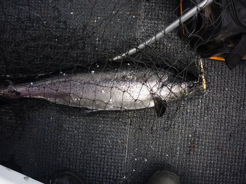 Когда выглядывало солнце,рыба ловилась на "пятнистое золото"