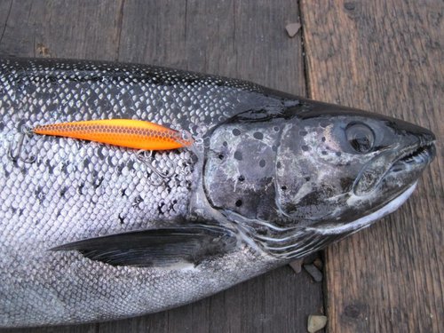 пока мой личный рекорд, воблер - копия Лёхиного