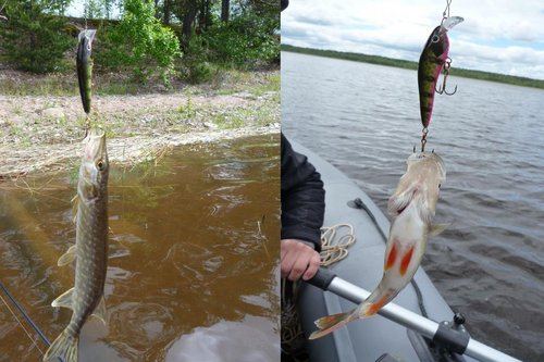Этот вобб уже ловил рыбу.