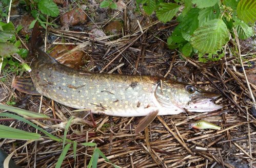 Щучка на 1 кг. и ещё окушок.