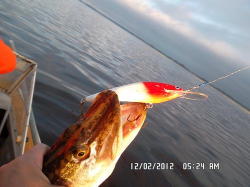 красномордый, щучка на 1,5кг