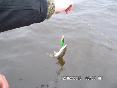 шадик(по мотивам Олегыча), разловил, мелочь но приятно