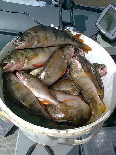 окуни 041.jpg