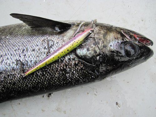 Этот - лидер по кол-ву пойманной и отпущенной Рыбы