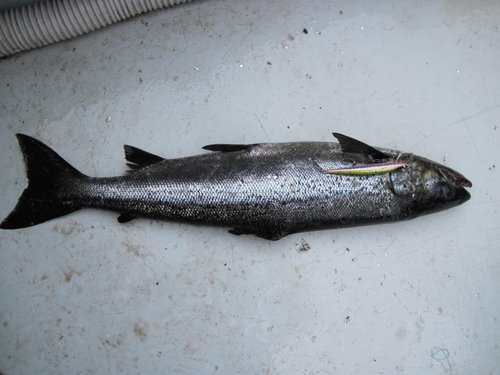 Воблерок был подарен капитану для дальнейших испытаний ))