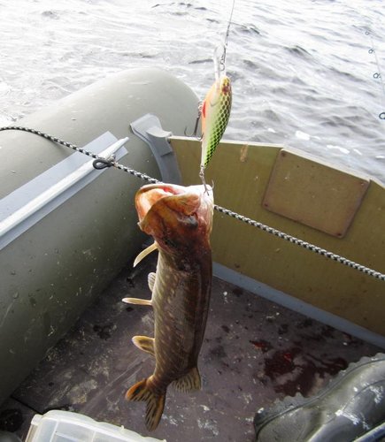 Сежий шед-7 из абаши. Упустил с него не плохую щуку...