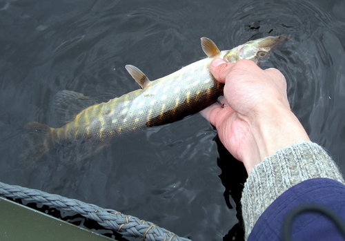 Шнуров на базу!