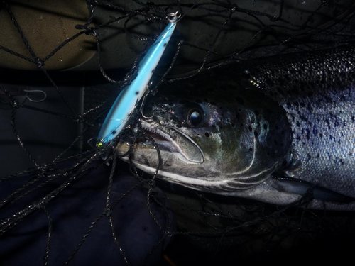 Вышли вечером пятницы,с дороги уставшие.Распустились,ловим.Вот такой окрас пользовался спросом весь вечер.