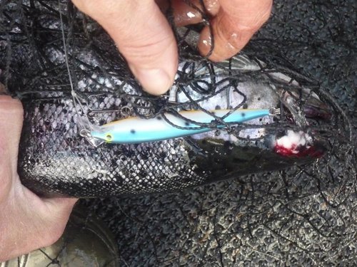 Сделали еще один круг,в той-же точке ,на тот-же воблер еще одна...