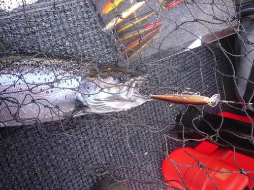 Фаворит субботнего утра