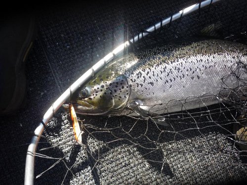 The Best of воскресенье,оранжевая флюр спина,на золотой траурной ленте+черные точки.