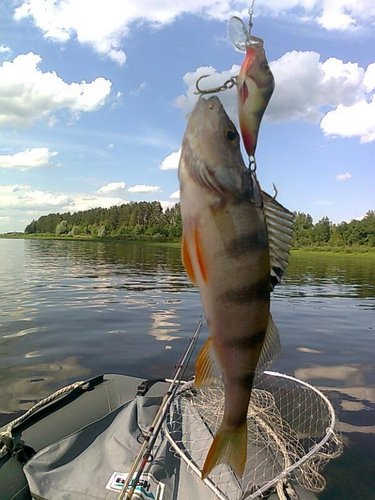щука 021.jpg